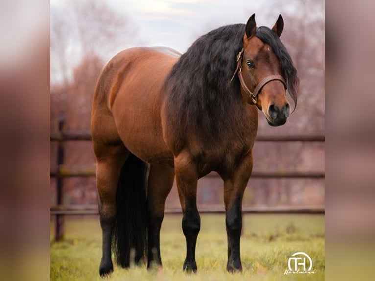 American Quarter Horse Ogier 1 Rok 150 cm Ciemnokasztanowata in Edemissen