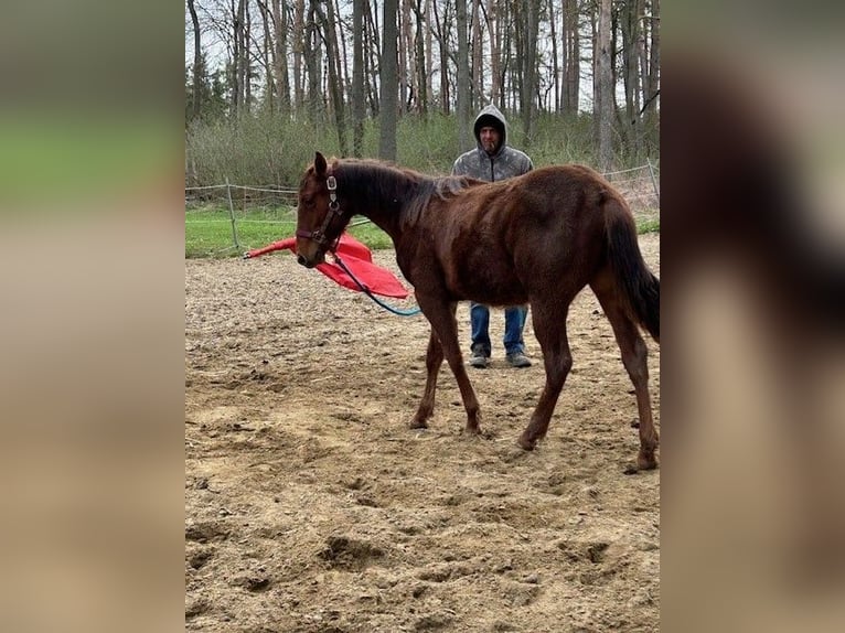 American Quarter Horse Ogier 1 Rok 150 cm Ciemnokasztanowata in Steinebrunn