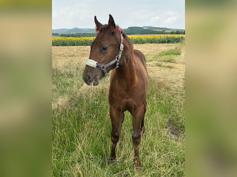 American Quarter Horse Ogier 1 Rok 150 cm Ciemnokasztanowata in Steinebrunn