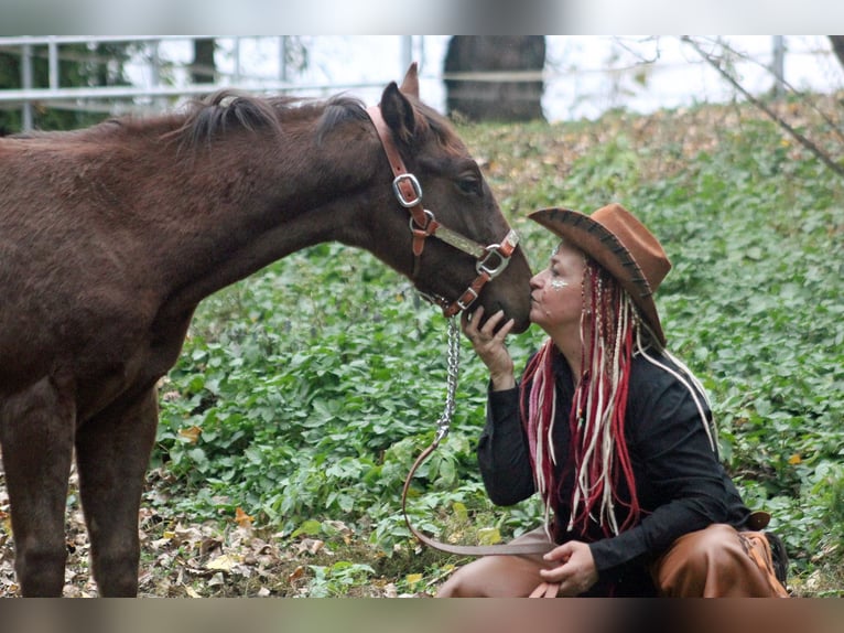 American Quarter Horse Ogier 1 Rok 150 cm Ciemnokasztanowata in Steinebrunn