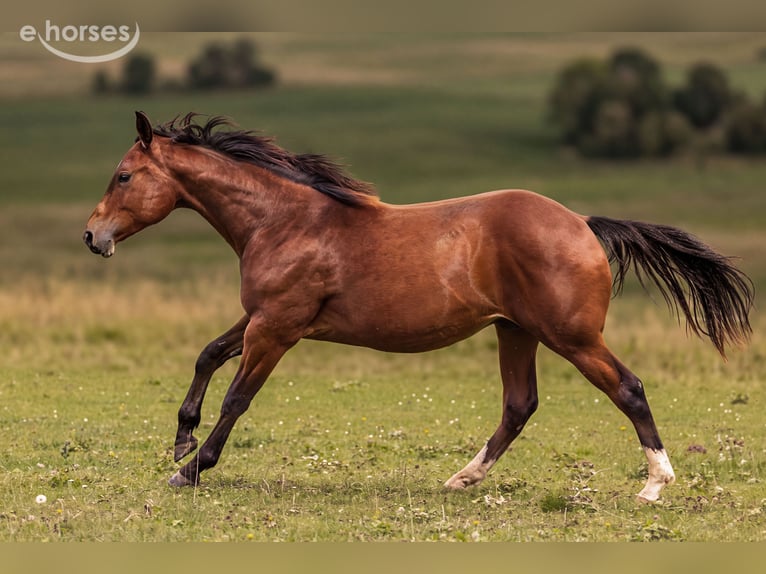 American Quarter Horse Ogier 1 Rok 150 cm Gniada in Dietenheim