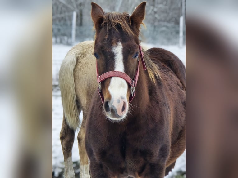 American Quarter Horse Ogier 1 Rok 150 cm Gniada in Betekom