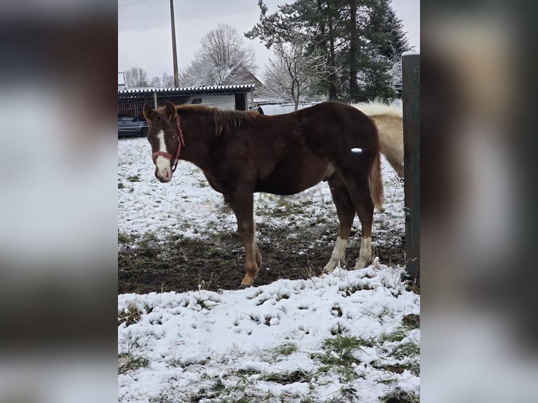 American Quarter Horse Ogier 1 Rok 150 cm Gniada in Betekom