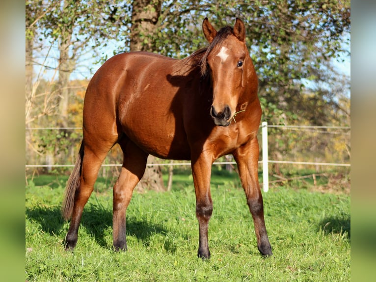 American Quarter Horse Ogier 1 Rok 150 cm Gniada in Stade