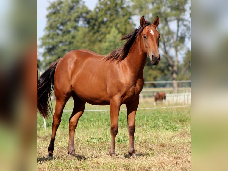 American Quarter Horse Ogier 1 Rok 150 cm Gniada in Stade