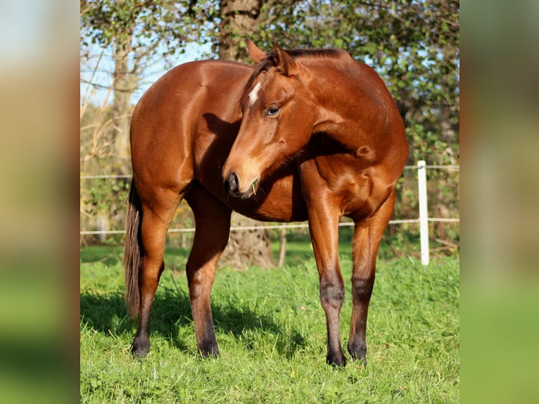 American Quarter Horse Ogier 1 Rok 150 cm Gniada in Stade