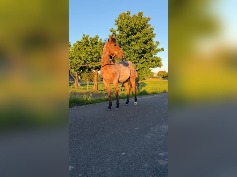 American Quarter Horse Ogier 1 Rok 150 cm Gniadodereszowata in Pociękarb