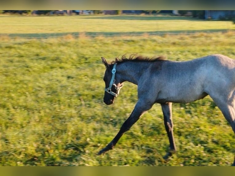 American Quarter Horse Ogier 1 Rok 150 cm Grullo in Fichtenau