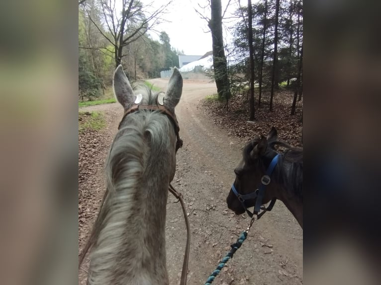 American Quarter Horse Ogier 1 Rok 150 cm Grullo in Fichtenau