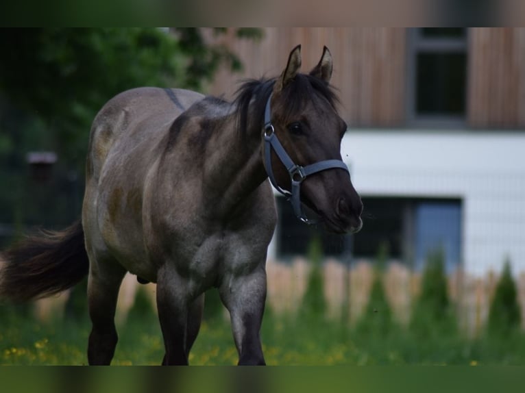 American Quarter Horse Ogier 1 Rok 150 cm Grullo in Fichtenau