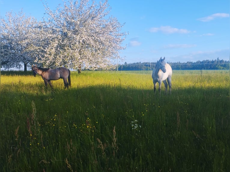 American Quarter Horse Ogier 1 Rok 150 cm Grullo in Fichtenau