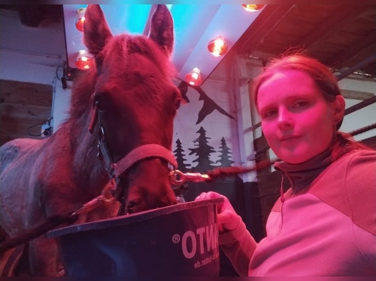 American Quarter Horse Ogier 1 Rok 150 cm Grullo in Fichtenau