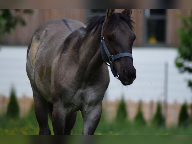 American Quarter Horse Ogier 1 Rok 150 cm Grullo in Fichtenau