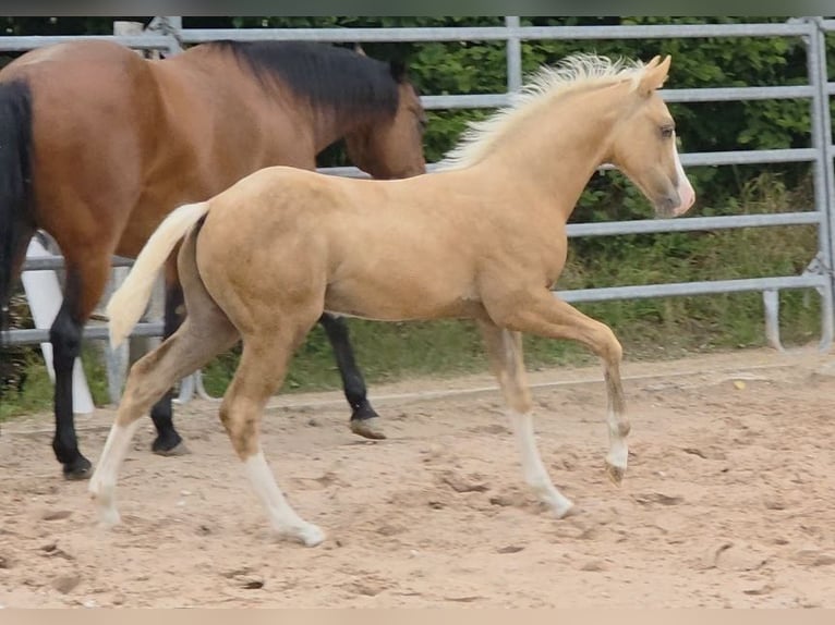American Quarter Horse Ogier 1 Rok 150 cm Izabelowata in Langenbach