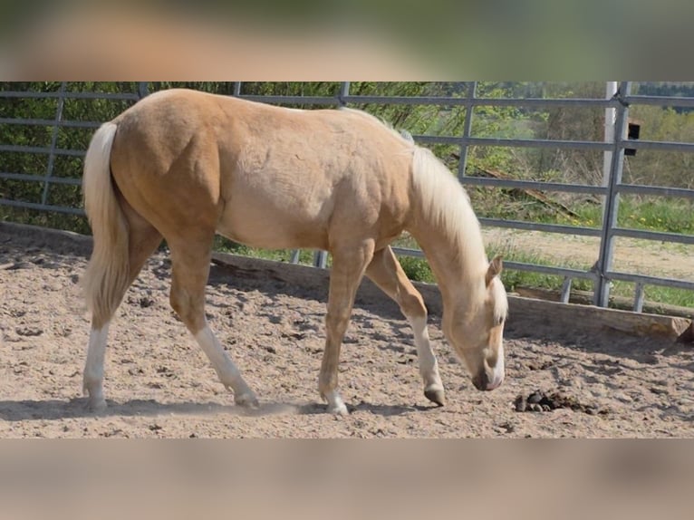 American Quarter Horse Ogier 1 Rok 150 cm Izabelowata in Langenbach