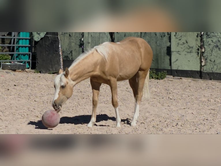 American Quarter Horse Ogier 1 Rok 150 cm Izabelowata in Langenbach