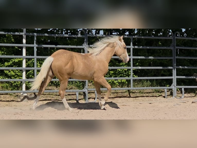 American Quarter Horse Ogier 1 Rok 150 cm Izabelowata in Langenbach