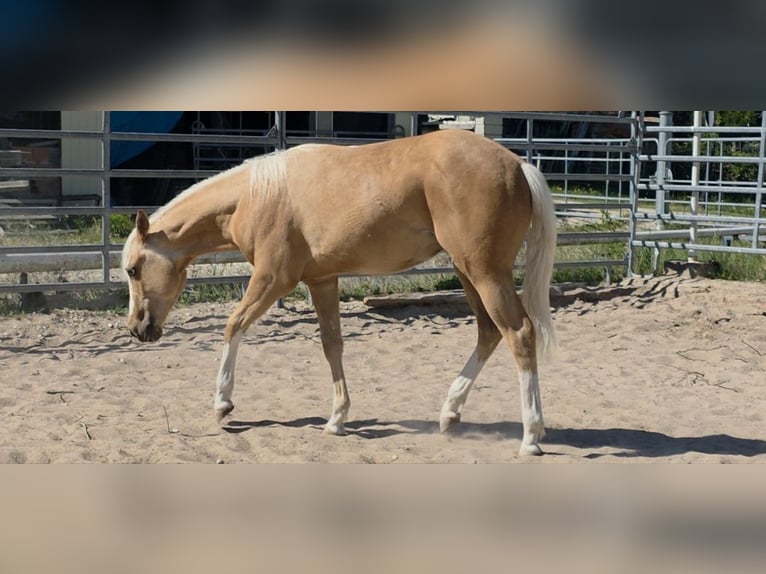 American Quarter Horse Ogier 1 Rok 150 cm Izabelowata in Langenbach