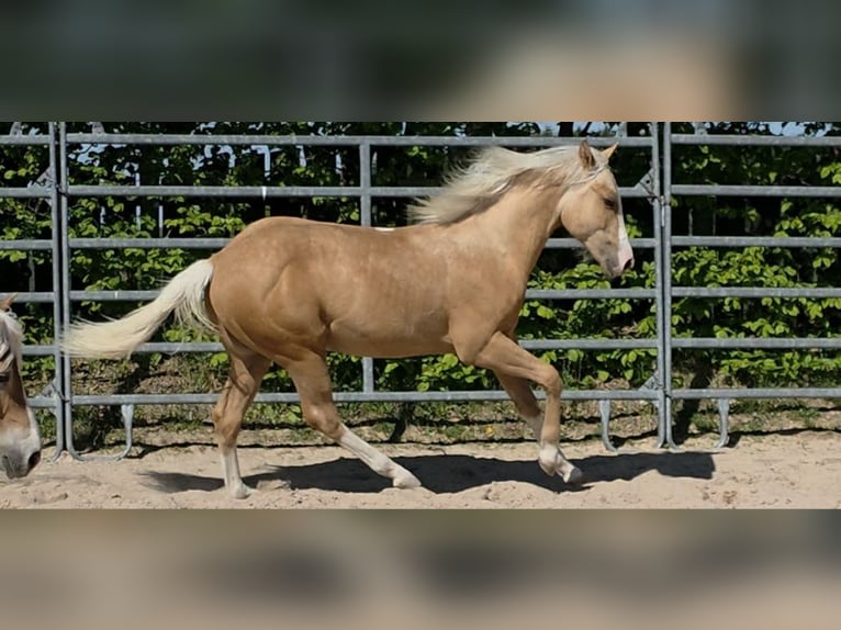 American Quarter Horse Ogier 1 Rok 150 cm Izabelowata in Langenbach