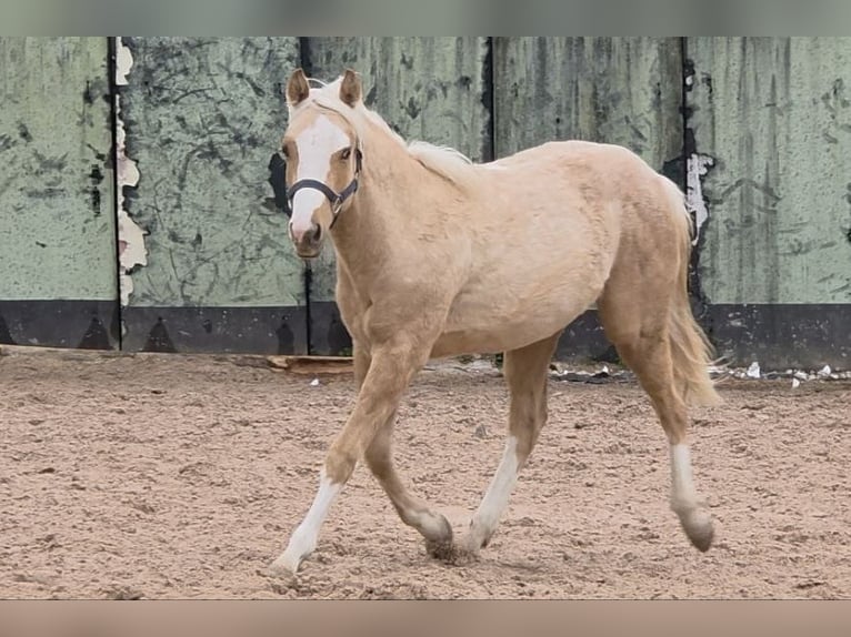 American Quarter Horse Ogier 1 Rok 150 cm Izabelowata in Langenbach