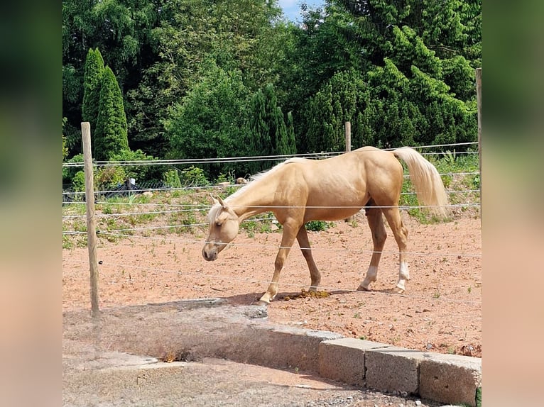 American Quarter Horse Ogier 1 Rok 150 cm Izabelowata in Niederkirchen