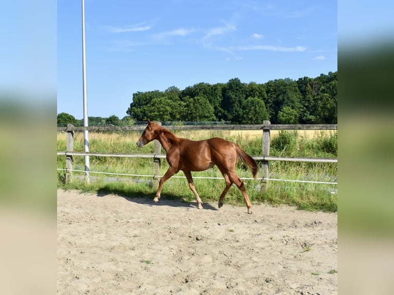 American Quarter Horse Ogier 1 Rok 150 cm Kasztanowata in Melle