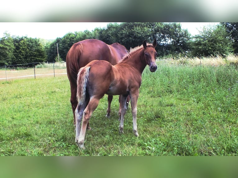 American Quarter Horse Ogier 1 Rok 150 cm Kasztanowata in Allenbach