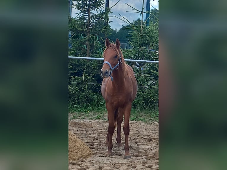 American Quarter Horse Ogier 1 Rok 150 cm Kasztanowata in Harth-Pöllnitz