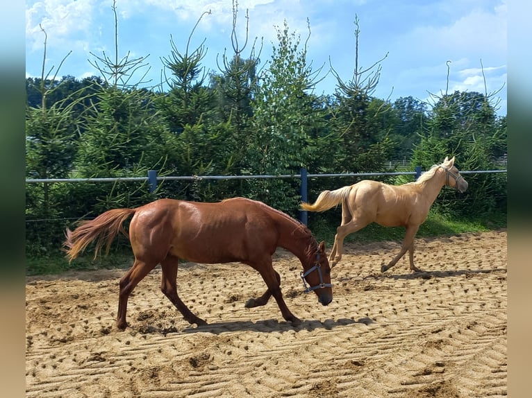 American Quarter Horse Ogier 1 Rok 150 cm Kasztanowata in Harth-Pöllnitz