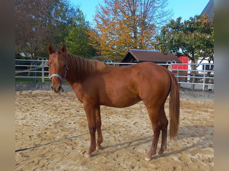 American Quarter Horse Ogier 1 Rok 150 cm Kasztanowata in Harth-Pöllnitz