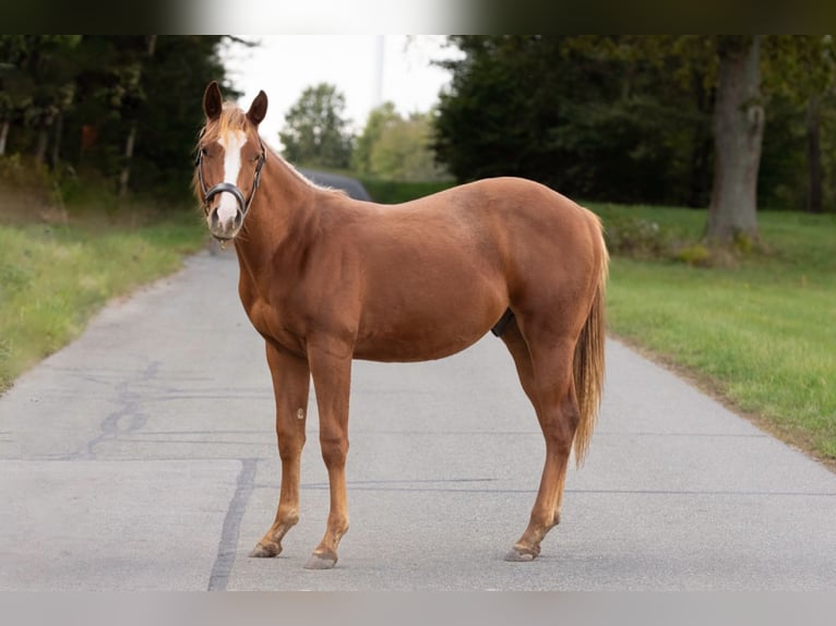 American Quarter Horse Ogier 1 Rok 150 cm Kasztanowata in Irchenrieth