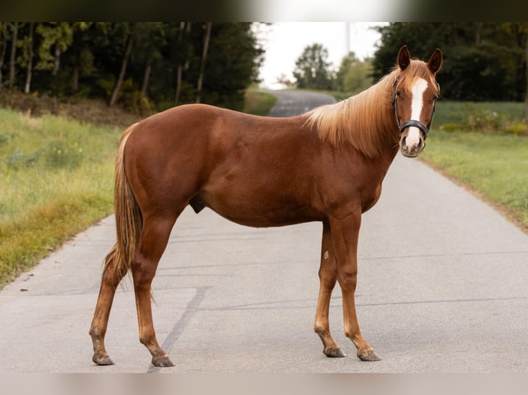 American Quarter Horse Ogier 1 Rok 150 cm Kasztanowata in Irchenrieth