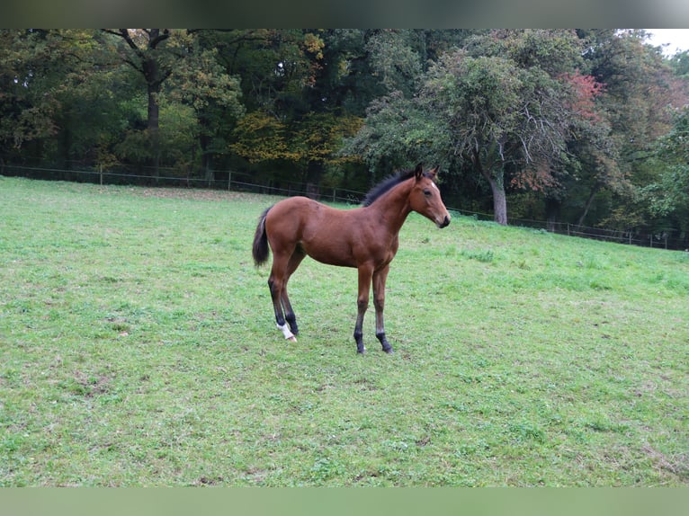 American Quarter Horse Ogier 1 Rok 152 cm Ciemnogniada in Neuwied