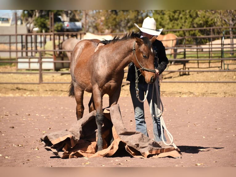 American Quarter Horse Ogier 1 Rok 152 cm Gniadodereszowata in Congress