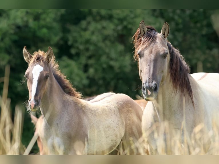 American Quarter Horse Ogier 1 Rok 152 cm Grullo in Geiselwind