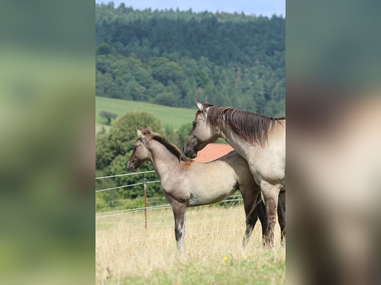 American Quarter Horse Ogier 1 Rok 152 cm Grullo in Geiselwind