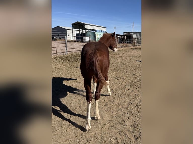American Quarter Horse Ogier 1 Rok 152 cm Overo wszelkich maści in McNeal, AZ