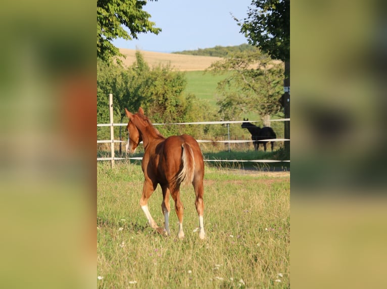 American Quarter Horse Ogier 1 Rok 153 cm Kasztanowata in Breitenbach