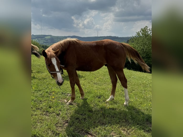 American Quarter Horse Ogier 1 Rok 153 cm Kasztanowata in Daleiden