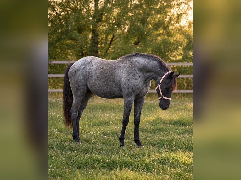 American Quarter Horse Ogier 1 Rok 154 cm Karodereszowata in Breitenbach