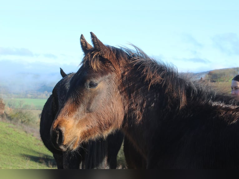 American Quarter Horse Ogier 1 Rok 155 cm Ciemnogniada in ST IZAIRE