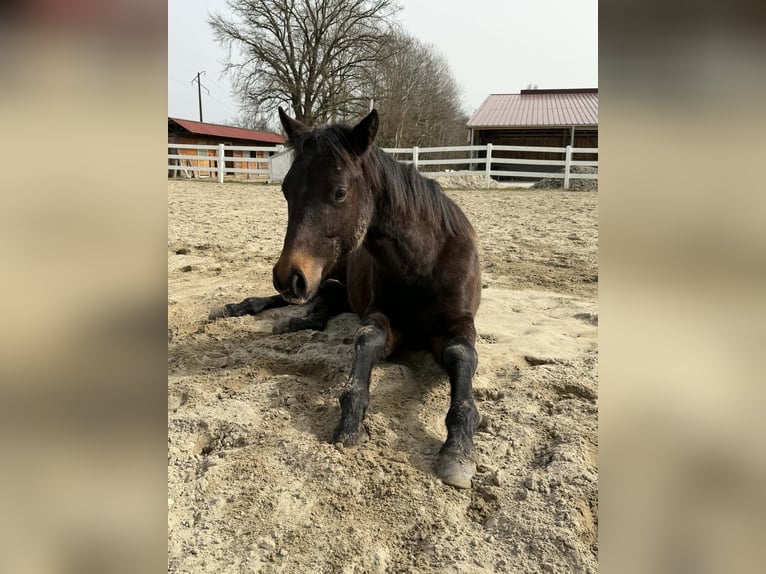American Quarter Horse Ogier 1 Rok 155 cm Gniada in Hilsenheim