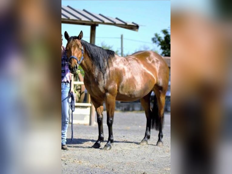 American Quarter Horse Ogier 1 Rok 155 cm Gniada in Petit-R&#xE9;derching
