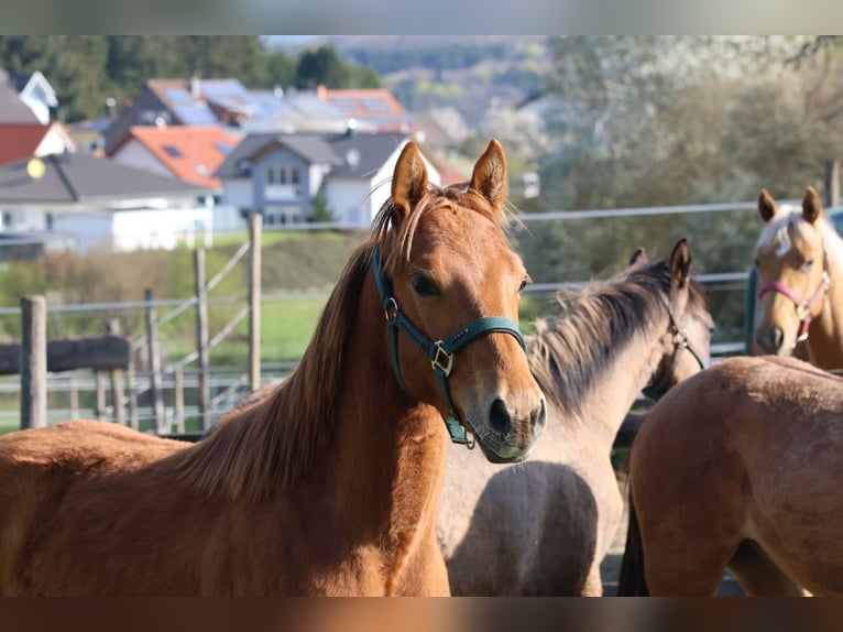 American Quarter Horse Ogier 1 Rok 155 cm Kasztanowata in Berschweiler