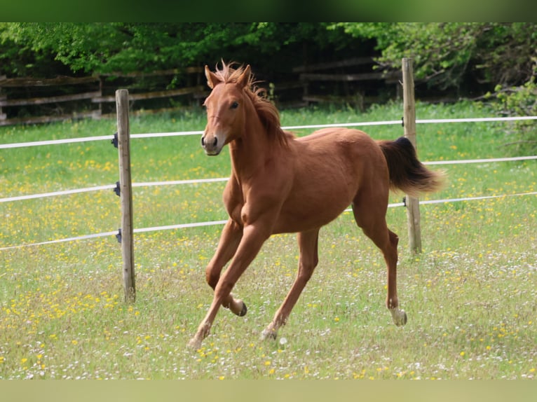 American Quarter Horse Ogier 1 Rok 155 cm Kasztanowata in Berschweiler