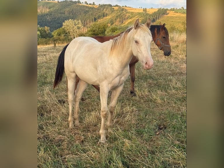 American Quarter Horse Mix Ogier 1 Rok 155 cm Szampańska in Daleiden