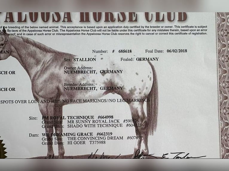 American Quarter Horse Mix Ogier 1 Rok 155 cm Szampańska in Daleiden