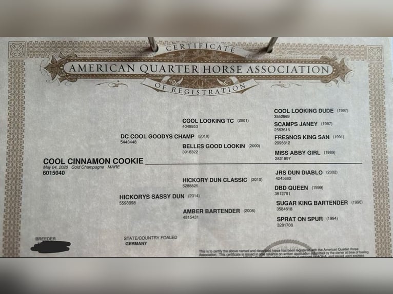 American Quarter Horse Mix Ogier 1 Rok 155 cm Szampańska in Daleiden