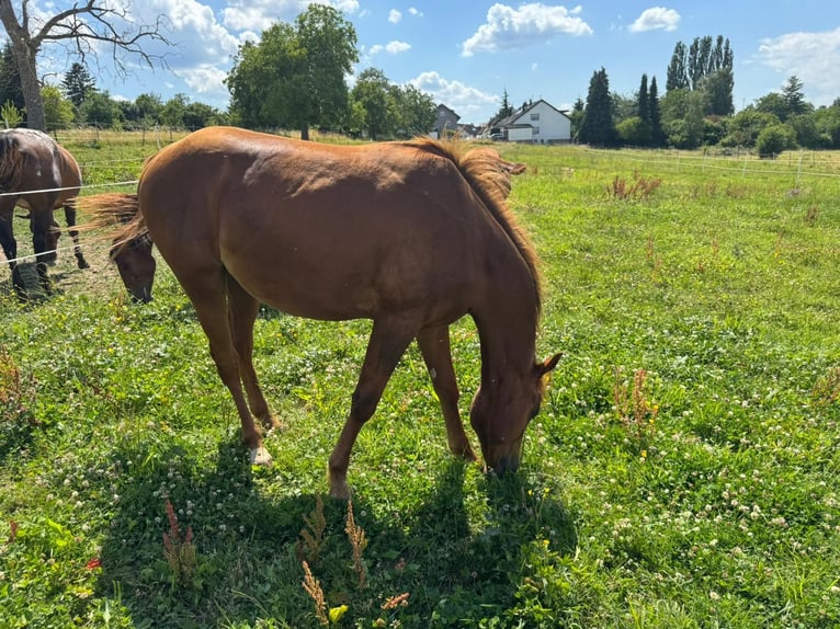 American Quarter Horse Ogier 1 Rok 156 cm Kasztanowata in Straubenhardt