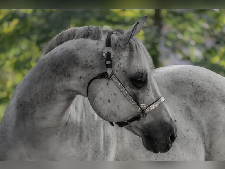 American Quarter Horse Ogier 1 Rok 158 cm Gniadodereszowata in Rosenfeld